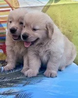 Mario, a male Golden Retriever for sale in Miami, FL – 3 of 5