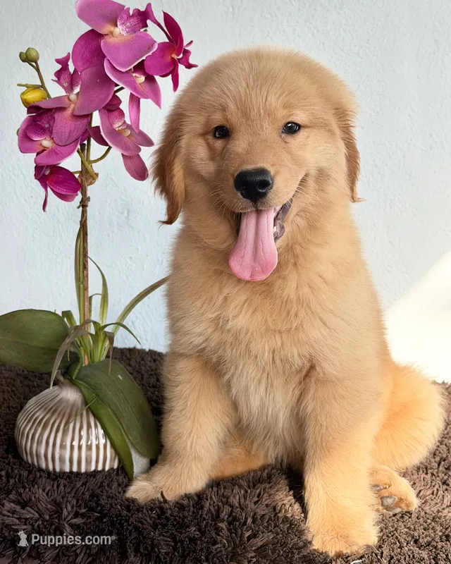 Sofi – Golden Retriever puppy for sale in Miami, FL