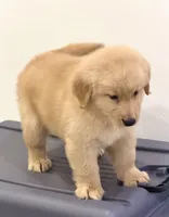 Sam, a male Golden Retriever for sale in Miami, FL – 2 of 5