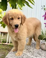 Luna, a female Golden Retriever for sale in Miami, FL – 2 of 5