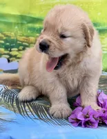 Nala, a female Golden Retriever for sale in Miami, FL – 1 of 5