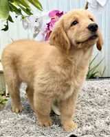 Luna, a female Golden Retriever for sale in Miami, FL – 4 of 5