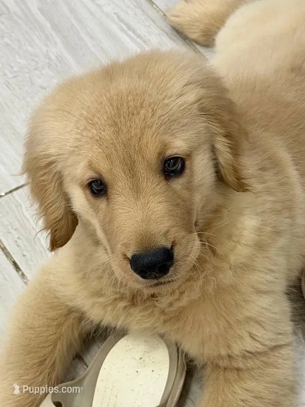 Simba – Golden Retriever puppy for sale in Miami, FL