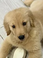 Simba, a male Golden Retriever for sale in Miami, FL – 1 of 5