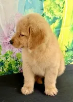 Lucero, a female Golden Retriever for sale in Miami, FL – 3 of 5