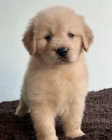 Linda, a female Golden Retriever for sale in Miami, FL – 3 of 4