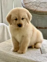 Nala, a female Golden Retriever for sale in Miami, FL – 3 of 4