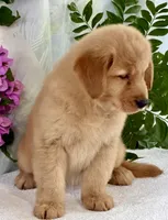 Dioly, a female Golden Retriever for sale in Miami, FL – 3 of 5