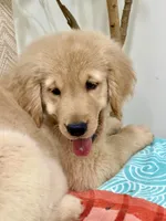 Simba, a male Golden Retriever for sale in Miami, FL – 2 of 5