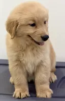 Sam, a male Golden Retriever for sale in Miami, FL – 4 of 5
