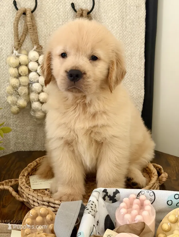 Peter – Golden Retriever puppy for sale in Miami, FL
