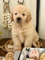 Peter, a male Golden Retriever for sale in Miami, FL – 1 of 5
