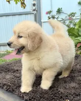 Buddy, a male Golden Retriever for sale in Miami, FL – 5 of 5