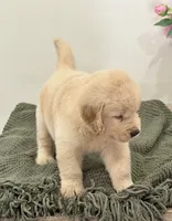 Simba, a male Golden Retriever for sale in Miami, FL – 5 of 6