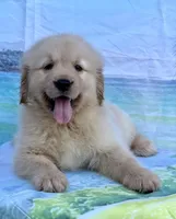 Mario, a male Golden Retriever for sale in Miami, FL – 4 of 4