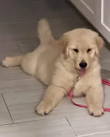 LINDA, a female Golden Retriever for sale in Miami, FL – 4 of 5