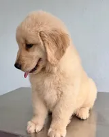 LINDA, a female Golden Retriever for sale in Miami, FL – 3 of 5