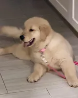 LINDA, a female Golden Retriever for sale in Miami, FL – 5 of 5