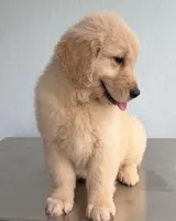 LINDA, a female Golden Retriever for sale in Miami, FL – 2 of 5
