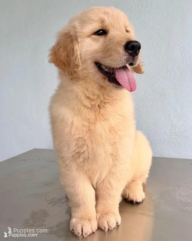 LINDA – Golden Retriever puppy for sale in Miami, FL