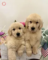 Fefy, a female Golden Retriever for sale in Miami, FL – Photo 5 of 5