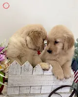 Fefy, a female Golden Retriever for sale in Miami, FL – Photo 4 of 5