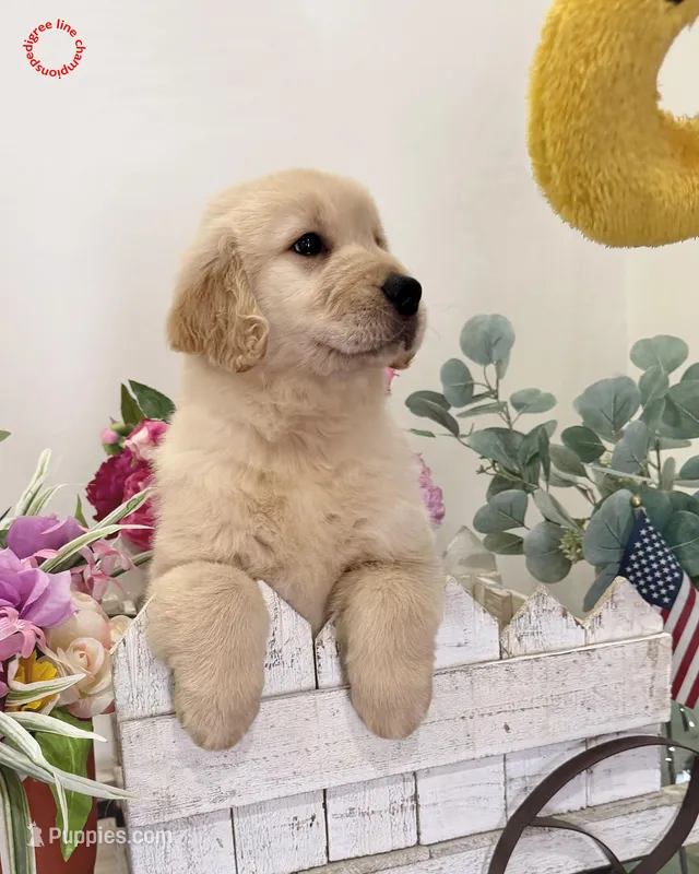 Fefy – Golden Retriever puppy for sale in Miami, FL