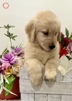 Fefy, a female Golden Retriever for sale in Miami, FL – Photo 3 of 5