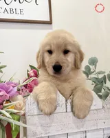 Fefy, a female Golden Retriever for sale in Miami, FL – Photo 2 of 5