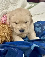 Nala, a female Golden Retriever for sale in Miami, FL – Photo 3 of 5