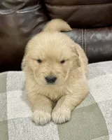 Nala, a female Golden Retriever for sale in Miami, FL – Photo 2 of 5