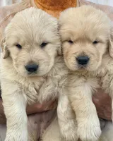 Nala, a female Golden Retriever for sale in Miami, FL – Photo 4 of 5