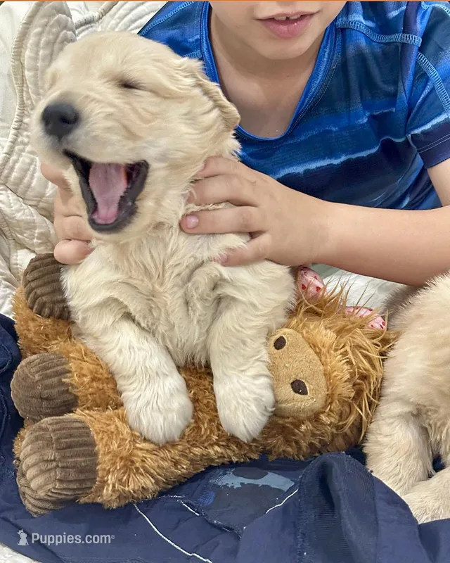 Nala – Golden Retriever puppy for sale in Miami, FL