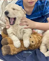 Nala, a female Golden Retriever for sale in Miami, FL – Photo 1 of 5