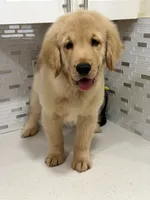 COOPER, a male Golden Retriever for sale in Miami, FL – 5 of 6