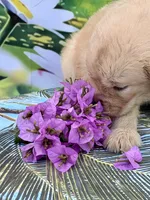Nala, a female Golden Retriever for sale in Miami, FL – 5 of 5