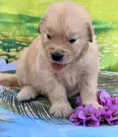 Nala, a female Golden Retriever for sale in Miami, FL – 2 of 5