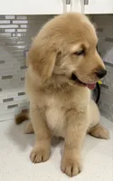 COOPER, a male Golden Retriever for sale in Miami, FL – 2 of 6