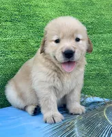 Cooper, a male Golden Retriever for sale in Miami, FL – 4 of 5