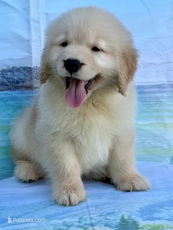 Mario – Golden Retriever puppy for sale in Miami, FL
