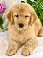 Dioly, a female Golden Retriever for sale in Miami, FL – 5 of 5