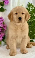 Dioly, a female Golden Retriever for sale in Miami, FL – 2 of 5
