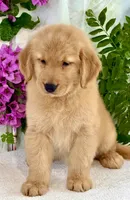 Dioly, a female Golden Retriever for sale in Miami, FL – 1 of 5