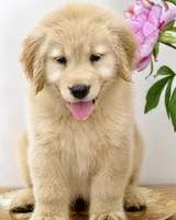 BELLA, a female Golden Retriever for sale in Miami, FL – 3 of 4