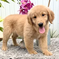 Luna, a female Golden Retriever for sale in Miami, FL – 1 of 5