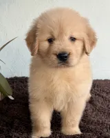 Linda, a female Golden Retriever for sale in Miami, FL – 2 of 4