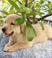 Sky, a male Golden Retriever for sale in Miami, FL – 5 of 5