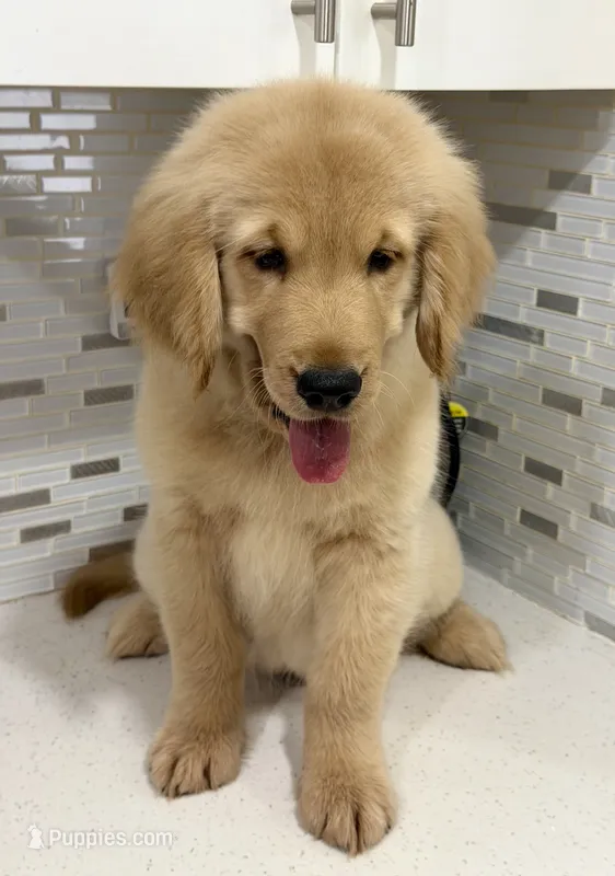 COOPER – Golden Retriever puppy for sale in Miami, FL