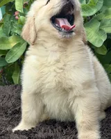 Buddy, a male Golden Retriever for sale in Miami, FL – 2 of 5