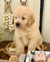 Peter, a male Golden Retriever for sale in Miami, FL – 4 of 5
